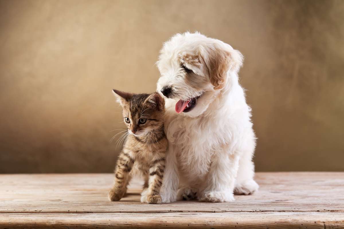 Best friends - kitten and small fluffy dog (R) (S)