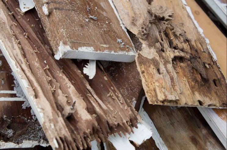 Termite damage rotten wood eat nest destroy concept (R) (S)